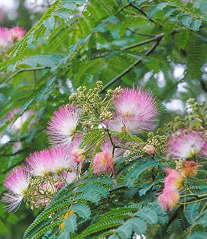 Albizia Flower Seeds for Planting Mixed Colour – Heirloom, Non-GMO, High Germination Organic Garden Seeds