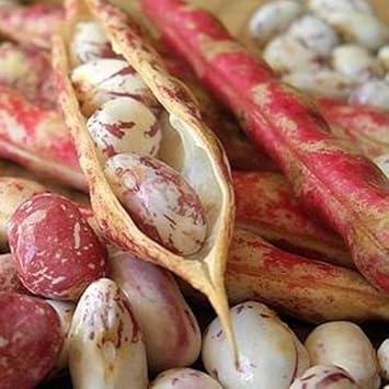 Vegetable Seeds,Garden seeds, Seeds For Planting,Plant Seeds