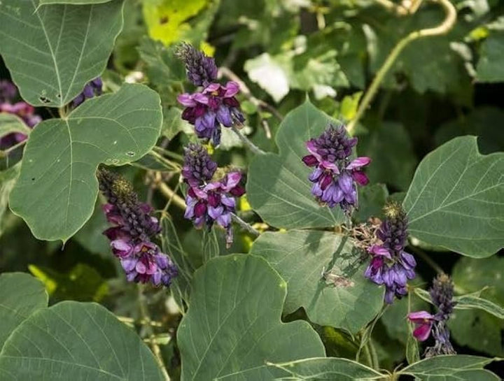 Kudzu Pueraria Lobata Flower Seeds – Easy-Grow Heirloom Non-GMO for Garden Planting