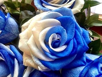 Flower Seeds, Seeds,Seeds For Planting,Plant Seeds