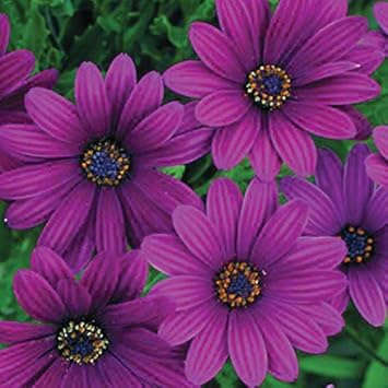 Flower Seeds, Seeds,Seeds For Planting,Plant Seeds