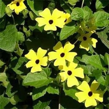 Yellow Thunbergia Flower Seeds for Planting - Heirloom, Non-GMO, High Germination Organic Garden Seeds