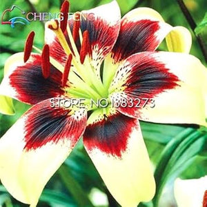 Flower Seeds, Seeds,Seeds For Planting,Plant Seeds