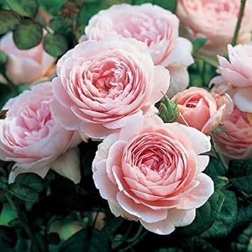 Flower Seeds, Seeds,Seeds For Planting,Plant Seeds