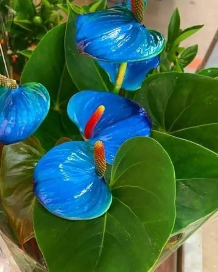 Blue Anthurium Flower Seeds for Planting – Vibrant Colors, Heirloom, Non-GMO, High Germination