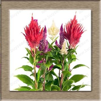 Flower Seeds, Seeds,Seeds For Planting,Plant Seeds