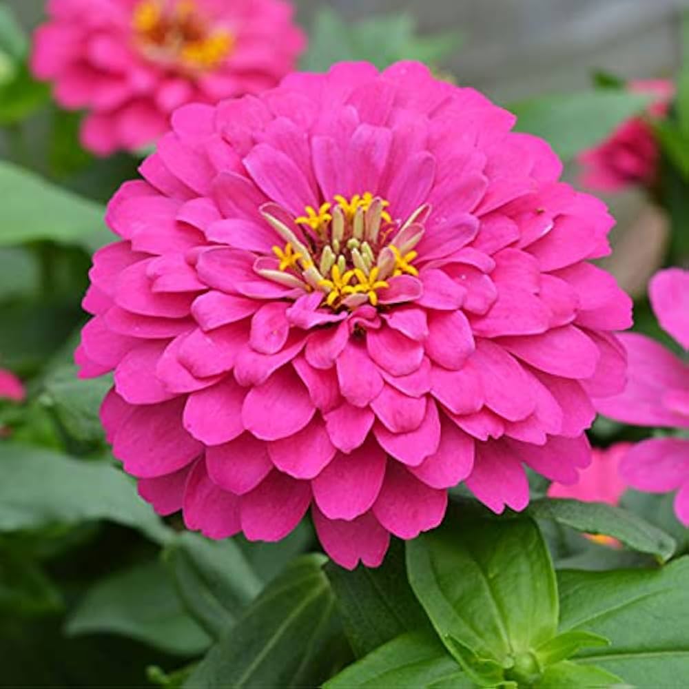Yellow Pink Zinnia Flower Seeds for Planting – Easy to Grow, Heirloom, Non-GMO Garden Seeds