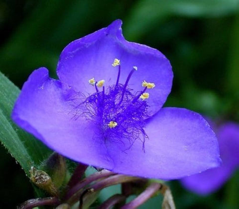 Flower Seeds, Seeds,Seeds For Planting,Plant Seeds