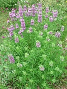 Flower Seeds, Seeds,Seeds For Planting,Plant Seeds