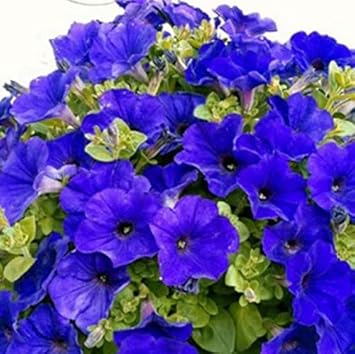 Flower Seeds, Seeds,Seeds For Planting,Plant Seeds