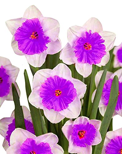 White Purple Double Narcissus Flower Seeds for Planting – Heirloom, Non-GMO, High Germination