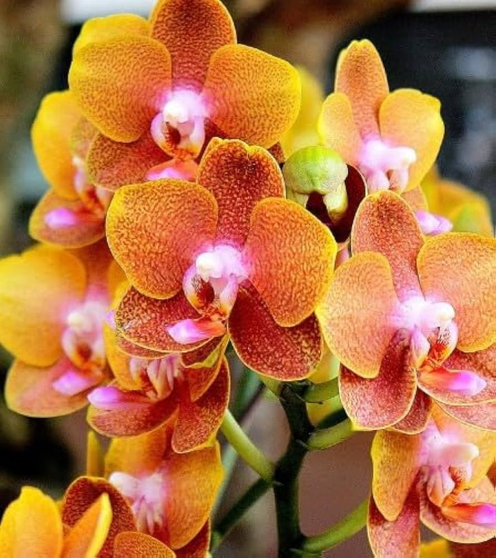 Red Yellow Phalaenopsis Orchid Flower Seeds for Planting - Vibrant Colors, Heirloom, Non-GMO, High Germination Organic Garden Seeds