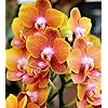 Red Yellow Phalaenopsis Orchid Flower Seeds for Planting - Vibrant Colors, Heirloom, Non-GMO, High Germination Organic Garden Seeds