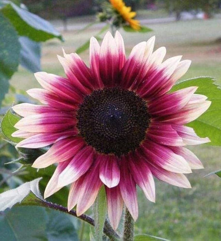 Mix Pink Sunflower Flower Seeds for Planting – Heirloom, Non-GMO, High Germination Organic Garden Seeds