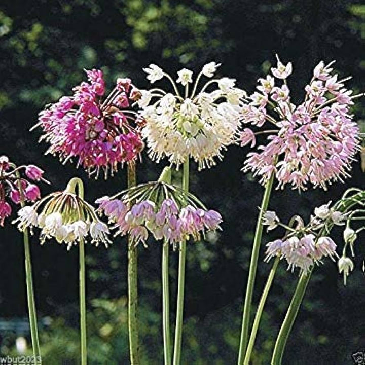 Purple Cernuum Flower Seeds for Planting – Heirloom, Non-GMO, Hardy Variety Organic Garden Seeds
