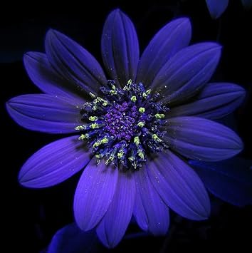 Flower Seeds, Seeds,Seeds For Planting,Plant Seeds