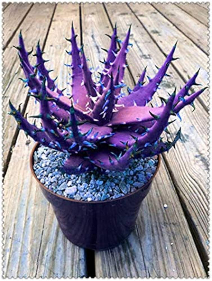 Aloe Vera for Planting Dark Violet White – Heirloom, Non-GMO, High Germination Seeds for Home Garden