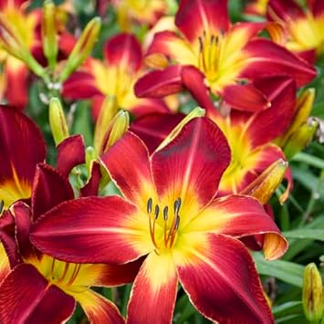 Flower Seeds, Seeds,Seeds For Planting,Plant Seeds
