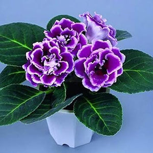 Flower Seeds, Seeds,Seeds For Planting,Plant Seeds