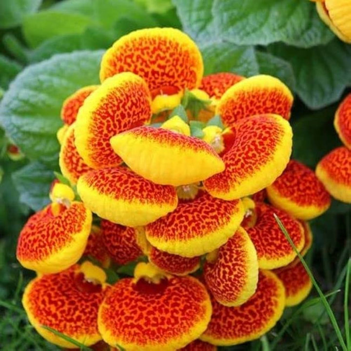 Orange Calceolaria Perennial Flower Seeds for Planting – Heirloom, Non-GMO, High Germination Organic Garden Seeds