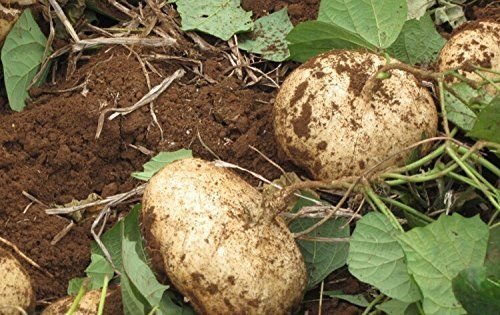 Pachyrhizus Vegetable Seeds for Planting – Heirloom & Non-GMO Seeds, Crunchy Root Vegetable for Snacking