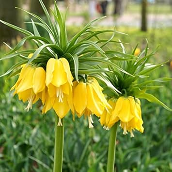 Yellow Imperial Crown Flower Seeds for Planting | Heirloom, Non-GMO, High Germination Organic Garden Seeds for Royal Spring Blooms