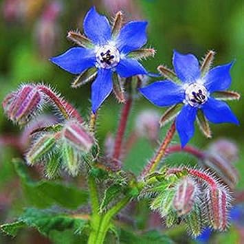 Flower Seeds, Seeds,Seeds For Planting,Plant Seeds