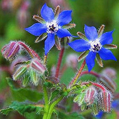 Flower Seeds, Seeds,Seeds For Planting,Plant Seeds