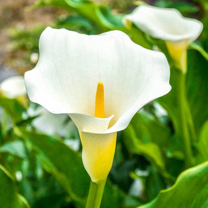 White Calla Flower Seeds for Planting – Vibrant Blooms, Heirloom, Non-GMO, High Germination Organic Garden Seeds