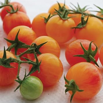 Vegetable Seeds,Garden seeds, Seeds For Planting,Plant Seeds