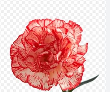 Flower Seeds, Seeds,Seeds For Planting,Plant Seeds