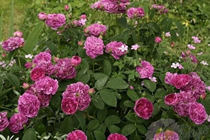 Flower Seeds, Seeds,Seeds For Planting,Plant Seeds