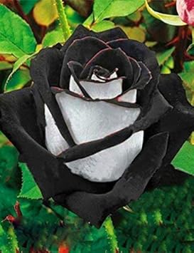 Flower Seeds, Seeds,Seeds For Planting,Plant Seeds