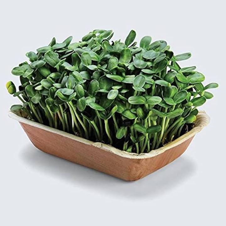 Flower Seeds, Seeds,Seeds For Planting,Plant Seeds
