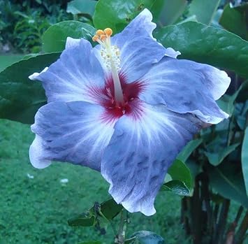 Blue White Hibiscus Flower Seeds for Planting – Heirloom, Non-GMO, Sun-Loving Garden Seeds