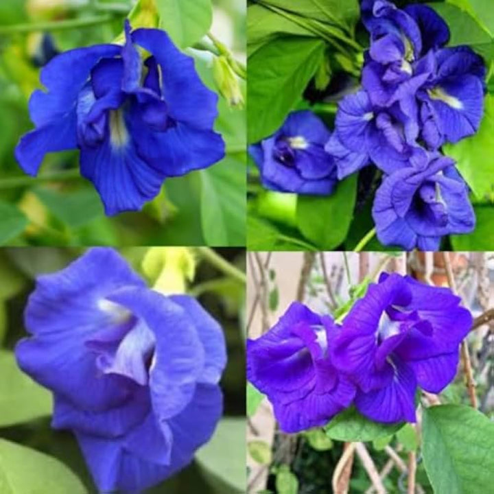 Flower Seeds, Seeds,Seeds For Planting,Plant Seeds