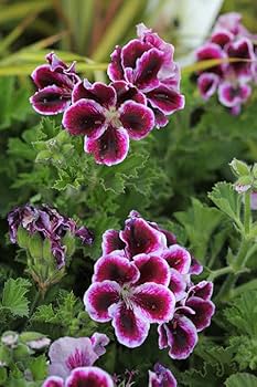Dark Pink Black Geranium Flower Seeds for Planting – Heirloom, Non-GMO, Drought Tolerant Garden Seeds