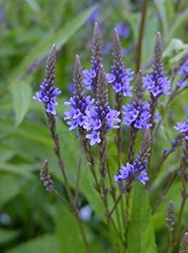 Flower Seeds, Seeds,Seeds For Planting,Plant Seeds