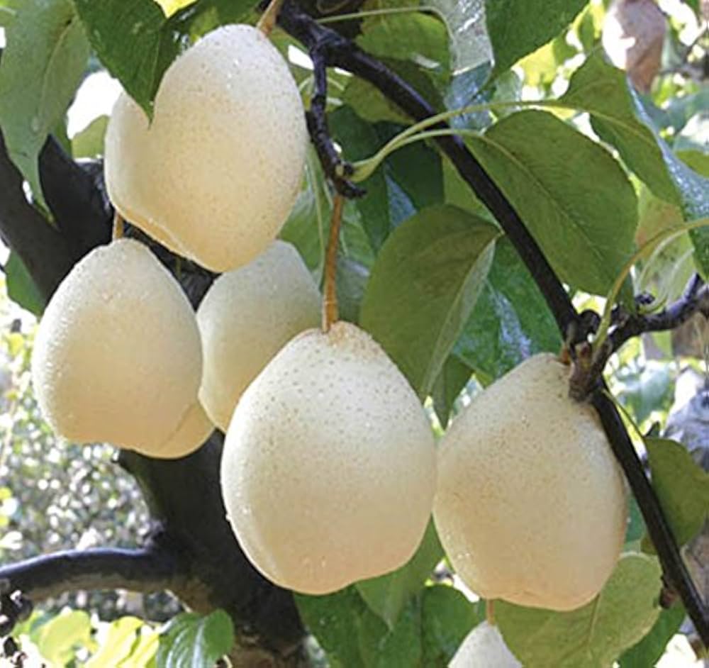 Fruit Seeds,Garden seeds, Seeds For Planting,Plant Seeds