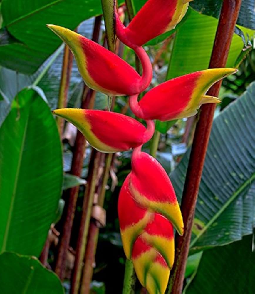 Heliconia Rostrata Flower Seeds – Heirloom Non-GMO Tropical Garden Blooms