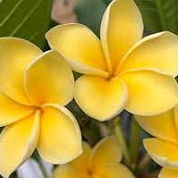 Flower Seeds, Seeds,Seeds For Planting,Plant Seeds