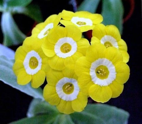 Flower Seeds, Seeds,Seeds For Planting,Plant Seeds