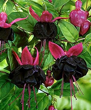 Flower Seeds, Seeds,Seeds For Planting,Plant Seeds