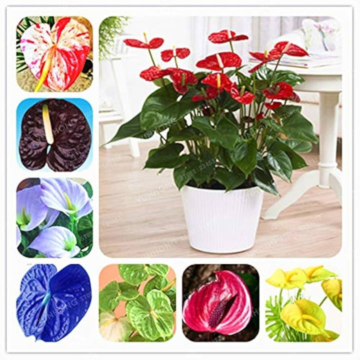 Anthurium Mixed Flower Seeds for Planting – Heirloom, Non-GMO, Bright Blooms, High Germination Organic Garden Seeds