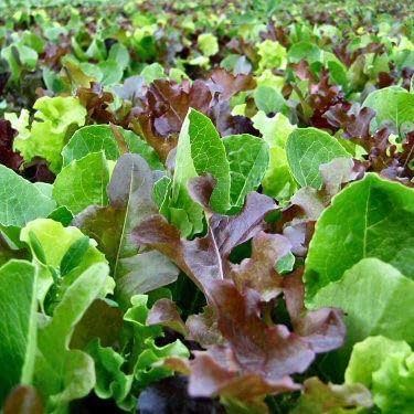 Mixed Gourmet Vegetable Seeds for Planting – Heirloom & Non-GMO Garden Seeds for Diverse Harvests