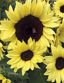 Light Yellow Sunflower Seeds for Planting – Sun Loving, Heirloom, Non-GMO, High Germination Organic Garden Seeds