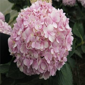 Flower Seeds, Seeds,Seeds For Planting,Plant Seeds