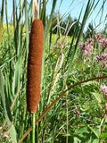 Cattails Flower Seeds for Planting – Heirloom, Non-GMO, High Germination Garden Seeds