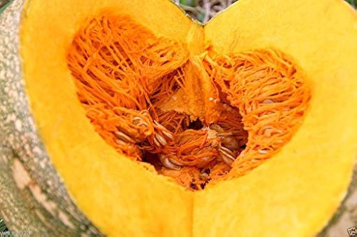 Jamaican Pumpkin Seeds for Planting – Heirloom Non-GMO High-Yield Organic Garden Seeds