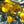 Flower Seeds, Seeds,Seeds For Planting,Plant Seeds